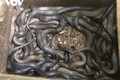 “Năm cọp” về thăm mô hình nuôi rắn hổ