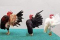 Loại gà “siêu mẫu”, thích mát-xa, uống rượu, giá lên tới 50 triệu đồng/con