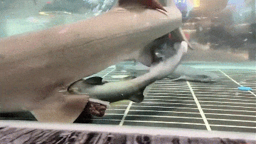 Nhà hàng sửng sốt khi cá mập trưng bày bất ngờ đẻ 3 con 