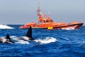 Tại sao cá voi sát thủ lại tấn công tàu thuyền?