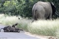 Đáng yêu khoảnh khắc voi con ăn vạ bị voi mẹ ngó lơ