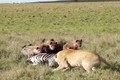 Sư tử lép vế khi tranh mồi với bầy linh cẩu 