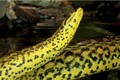 6 sinh vật đáng sợ nhất trong rừng nhiệt đới Amazon 