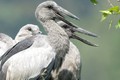 Tận mục vẻ đẹp hoang dã của các loài chim ở Thung Nham