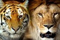 Tại sao hổ không phải là "vua rừng xanh" mà là sư tử?