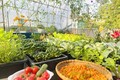  Bí quyết cải tạo sân thượng 20m2 để trồng rau chỉ với 5 triệu