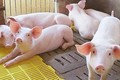 Giá thịt lợn hơi tăng cao, doanh nghiệp chế biến lo lắng