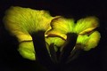 Vẻ đẹp “ma mị” của loài nấm quý hiếm bậc nhất hành tinh
