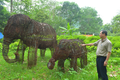  Cặp voi được làm từ 15.000 chiếc bẫy thú giữa rừng Pù Mát