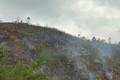 Cháy rừng: Xót xa sau biển lửa