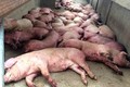 Hải Dương: Đang điều tra nghi vấn kê khống lợn dịch trục lợi