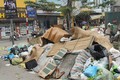 “Khủng hoảng” bãi rác Nam Sơn: Hà Nội đối diện ô nhiễm cỡ nào?
