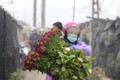 Hoa Tết được giá, 'nụ cười trở lại' với nông dân Tây Tựu