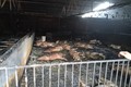 400 con lợn chết cháy khi “bà hỏa” thăm trang trại ở Hải Dương