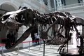 Hóa thạch T-Rex được bán đấu giá ở Singapore