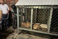 Chó pitbull cắn chết người: Chủ nuôi là con nạn nhân…xử sao?