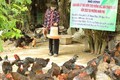 Nông dân Bình Định nuôi gà thả vườn theo hướng đặc sản  