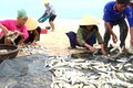 Chuyến biển đầu năm, ngư dân Quảng Bình, Quảng Trị trúng đậm cá trích