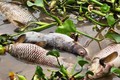 Cận cảnh cá lồng chết vứt nổi lềnh bềnh trên sông Thái Bình 