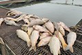 Sớm xác định nguyên nhân thiếu oxy khiến hàng trăm tấn cá lồng chết