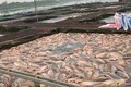 Hàng trăm tấn cá lồng chết: Do biến động môi trường, khí độc cao