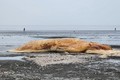 Phát hiện xác cá voi khổng lồ dạt vào bờ biển Nghệ An