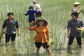 Mặc khen chê, Đan Trường cùng Phương Thanh về quê cấy lúa