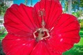 Hoàng Thùy loại hoa dâm bụt, đối thủ Miss Universe dùng ý tưởng này lại hot