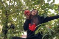 Hoa hậu Tiểu Vy hồn nhiên trèo cây hái quả khiến fan thích thú