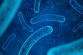 5 vi khuẩn có lợi với sức khỏe con người