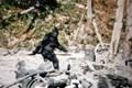 Tìm ra bằng chứng không thể chối cãi về sự tồn tại của quái vật Bigfoot?