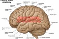 Những bí ẩn khó giải đáp về bộ não của con người