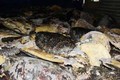Tập kích “tổng kho” tàn sát rùa biển khổng lồ ở Nha Trang