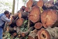 Hà Nội bán gỗ vụ chặt cây xanh được hơn 1 tỷ đồng