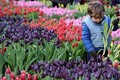 Mê mẩn vườn hoa tulip siêu khủng