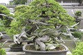 Những chậu bonsai “khủng” khiến dân chơi thích mê