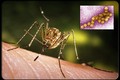 Cẩn trọng 7 loại bệnh nguy hiểm do muỗi trong mùa mưa