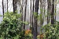 Cháy dữ dội khu rừng thông Trung tâm văn hoá Huyền Trân