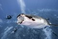 Run sợ thợ lặn “sắp” bị cá mập voi nuốt chửng 