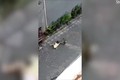 Video: Rùng mình cảnh bé gái đang ngồi chơi bị khỉ lao đến kéo lê trên đường