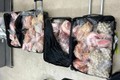 Giấu 6kg thịt trong hành lý, người đàn ông bị phạt 66 triệu