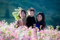 Ngắm nhìn cao nguyên đá nở hoa trên mảnh đất Hà Giang
