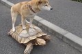 Hài hước clip chó “cưỡi” rùa dạo phố