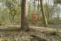 Sinh vật bí hiểm ẩn hiện như “ma” trong rừng ở Anh