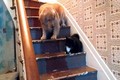 Chết cười con chó sợ mèo không dám xuống cầu thang