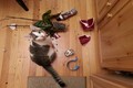 Xem mèo đáng yêu gây “đại họa” vẫn thản nhiên như không