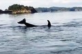 Độc chiêu gãi ngứa lợi hại của cá voi sát thủ
