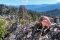 Chú mèo mạo hiểm “chu du” khắp đỉnh núi nước Mỹ