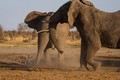 Kịch tính cảnh chó hoang đọ trí với đàn voi khổng lồ