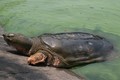 Khám phá ít người biết về giống rùa Hồ Gươm 